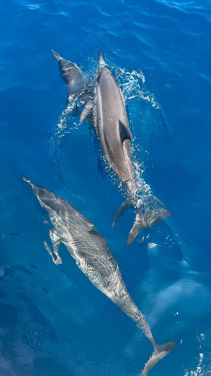 Дельфины на Бохоле