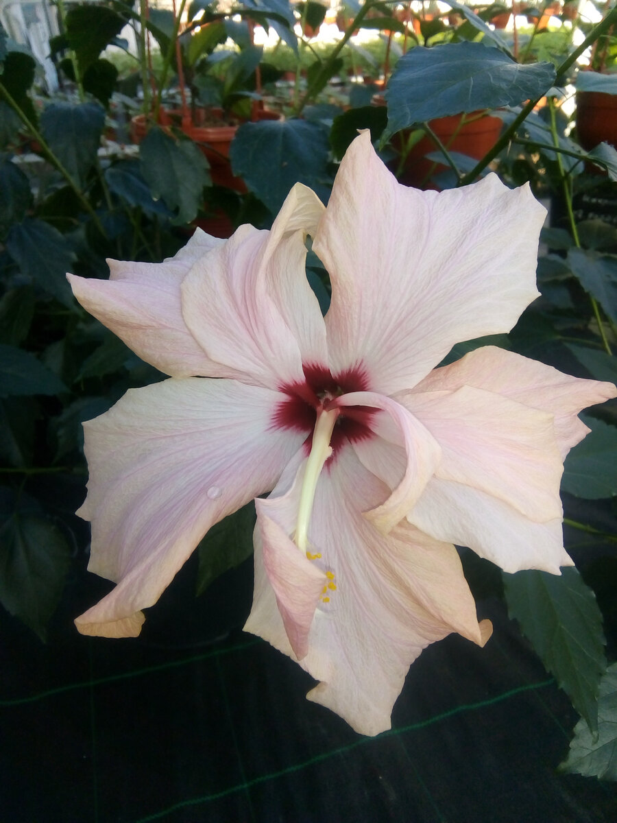 Китайская роза