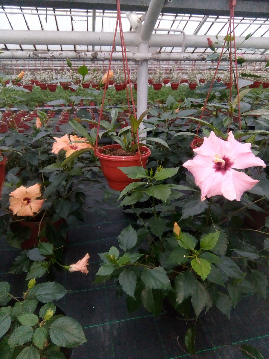 Цветение гибискуса. 