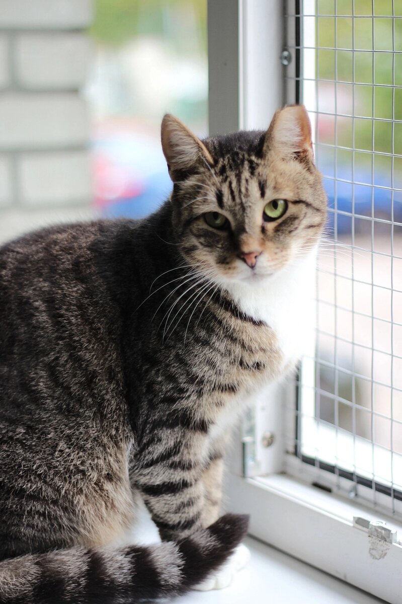 Дом льна спб. Дом льна спб. Магазин лен в спб. Коттеджный поселок бережковское поселение ленинградская область. Белорусский лен магазин орша.