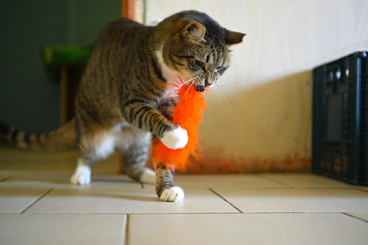 Кот Борис ищет дом 🏠🐈 | Приют для кошек 