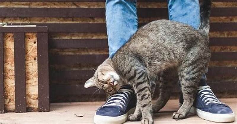 Фото из Интернета.