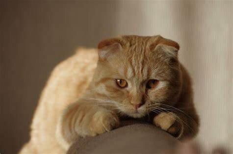 Фото из Интернета.