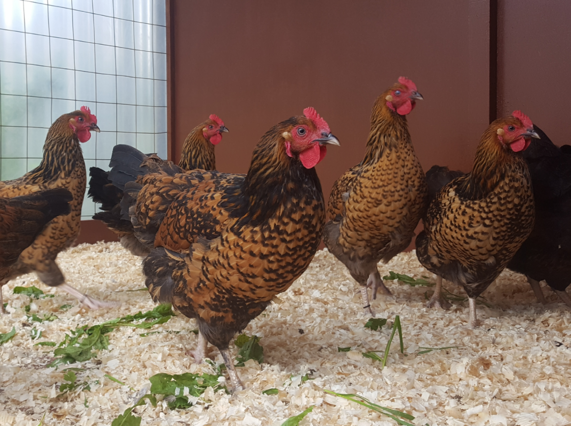 загадки про домашних птиц. беседа домашние птицы. беседа домашние птицы. птичий двор нищева. домашние птицы дидактический материал.