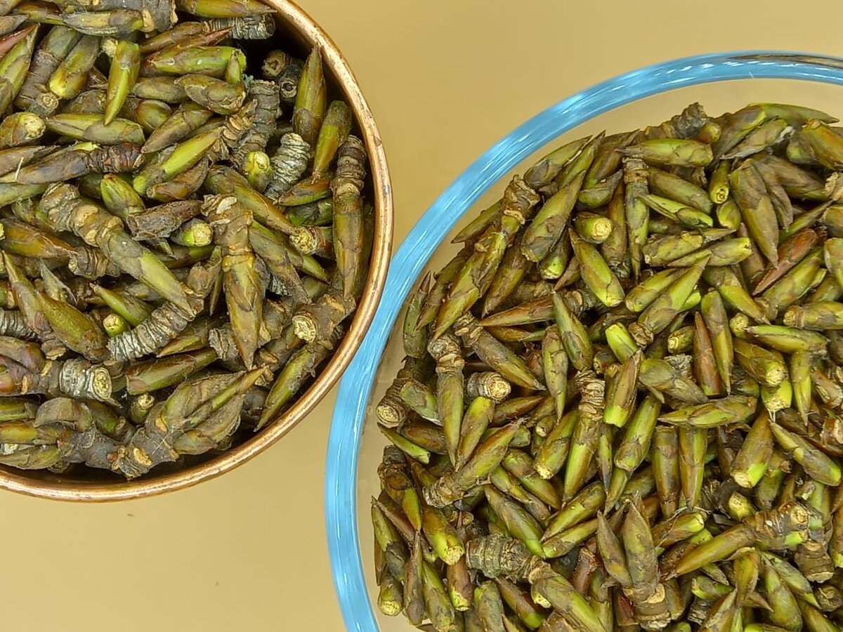 Почки тополя