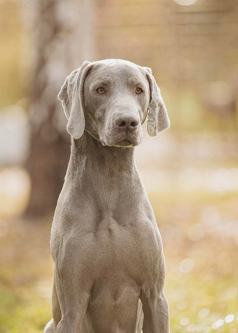 Грациозный, породистый красавец🐕, веймаранер, ищет дом! Ярославль |  Породистые собаки в дар 🐶 | Дзен