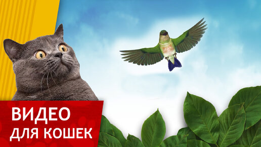 Видео для кошек - Зеленый колибри (Развлеки своего кота!)
