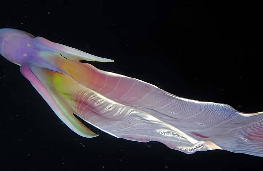 Радужный осьминог-одеяло выглядит так, словно он призрак давно умершего осьминога.