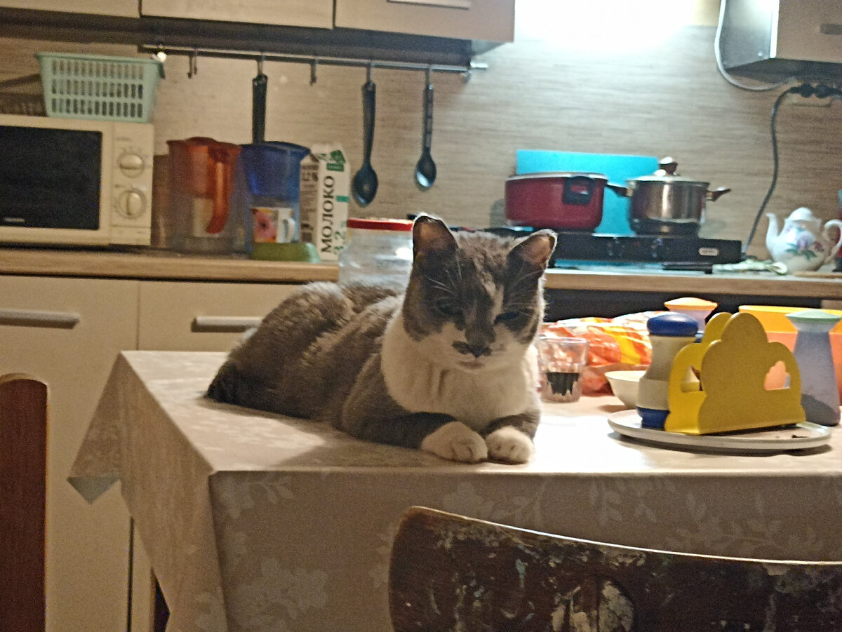 Кошка Мару редко поднимается куда-то выше стола, У нее низкий ранг в группе.