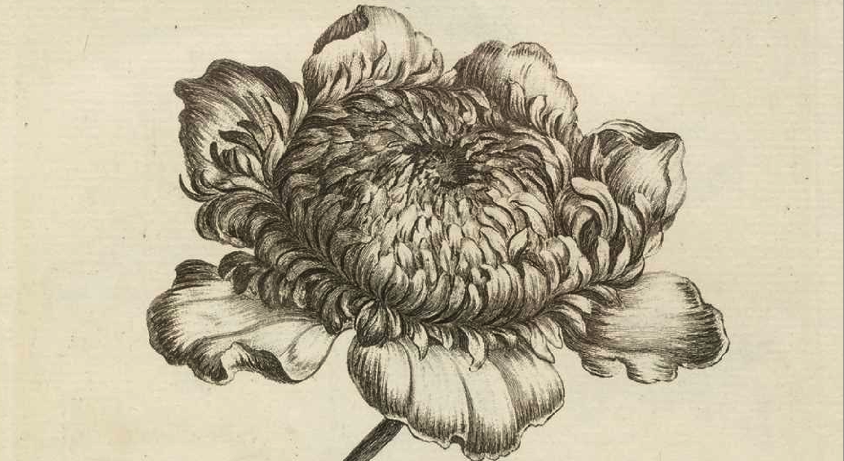 Источник: https://www.dominicwinter.co.uk/Auction/Lot/233-sayer-robert-publisher-the-florist-1st-edition-c1760/?lot=348075&sd=1. Эта страничка была продана за 3 600 фунтов стерлингов 