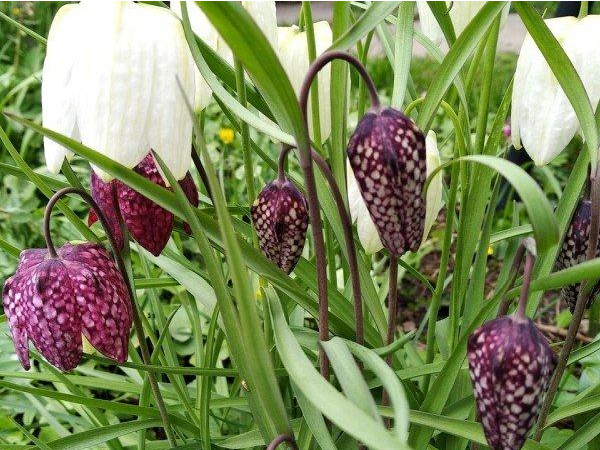 Рябчик шахматный. Скрин фото автора