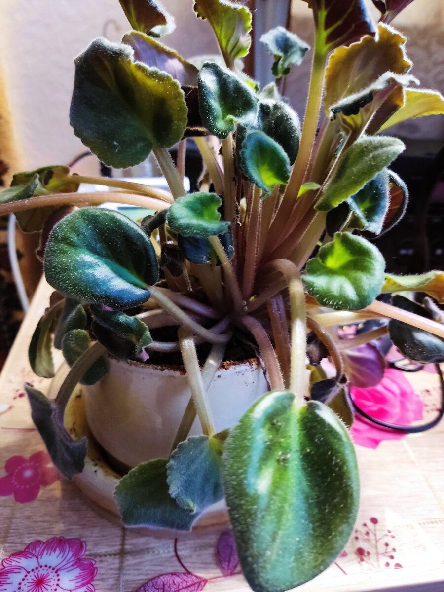 Фиалка. Фото автора