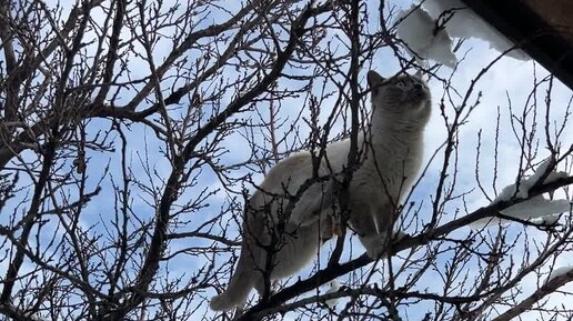 Соловей. Трель соловья слушать. Соловей коричневый. Обыкновенный соловей. Трель соловья слушать.