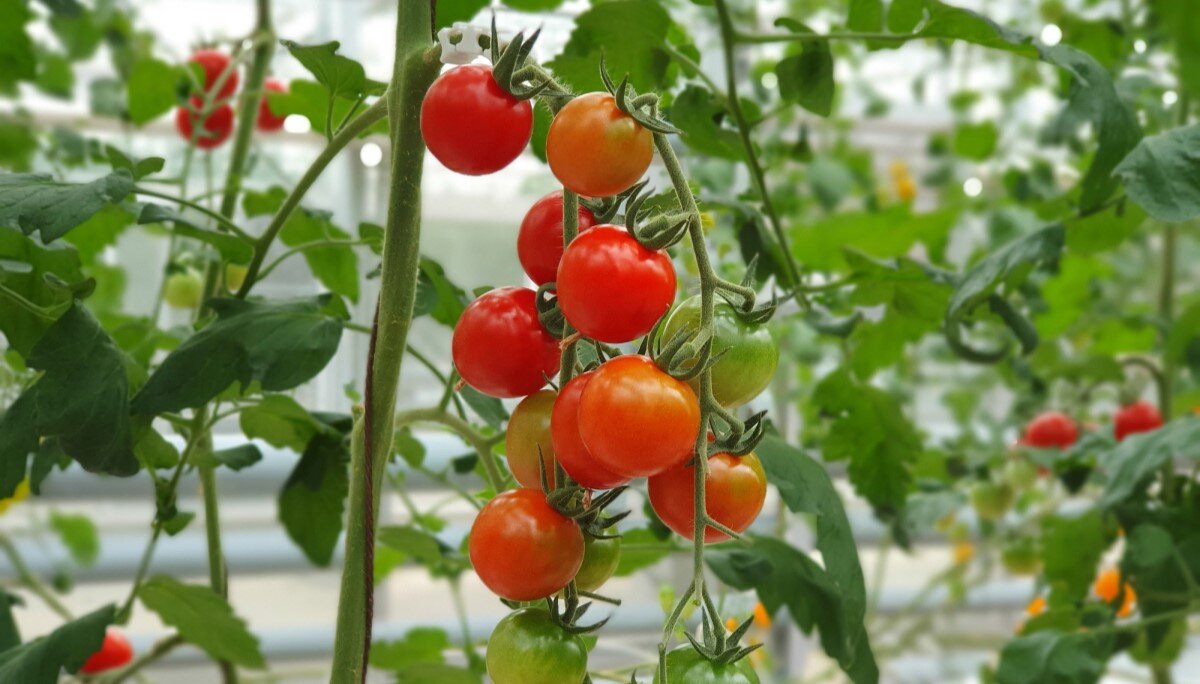 Подоконные помидоры черри. Балконные томаты черри. Помидоры черри на подоконнике. Помидоры в квартире. Помидоры в квартире.