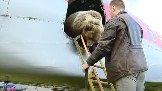 История медведя Мансура на аэродроме Орловка. Член команды самолёта Ил-14🐻🛩️ 2016 год.