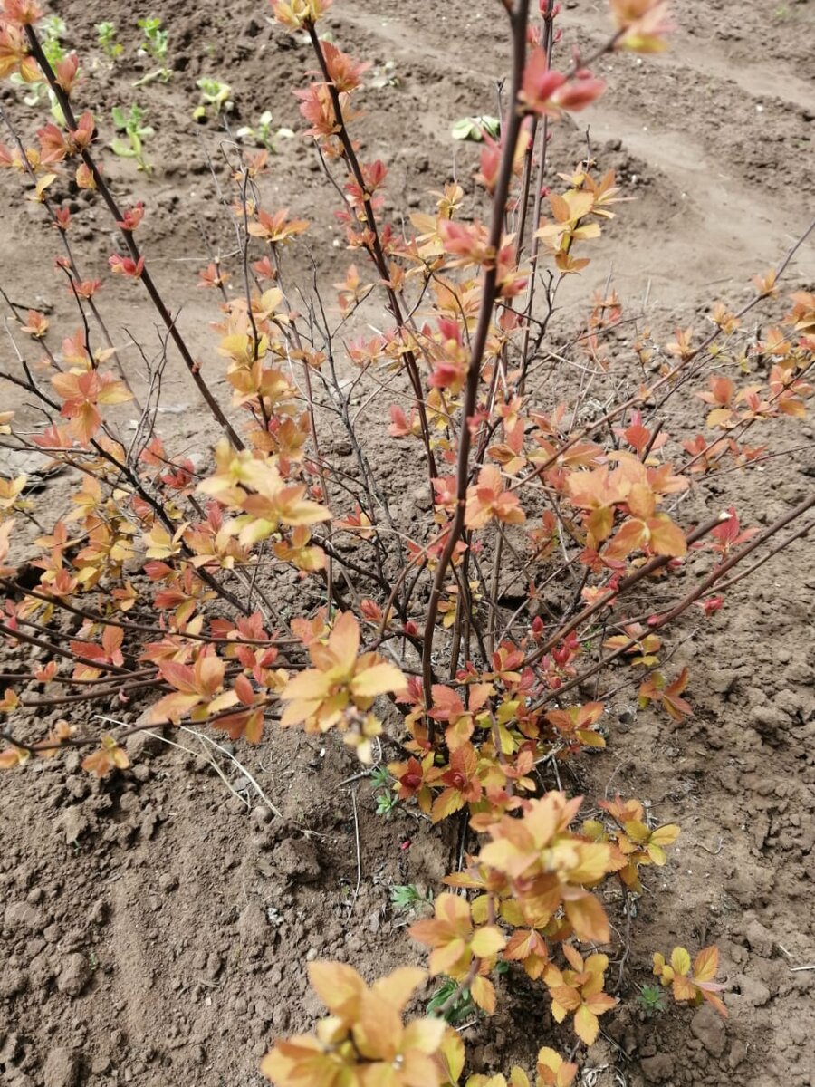 Жаль, что снимок не передает всей красоты красок весенней спиреи