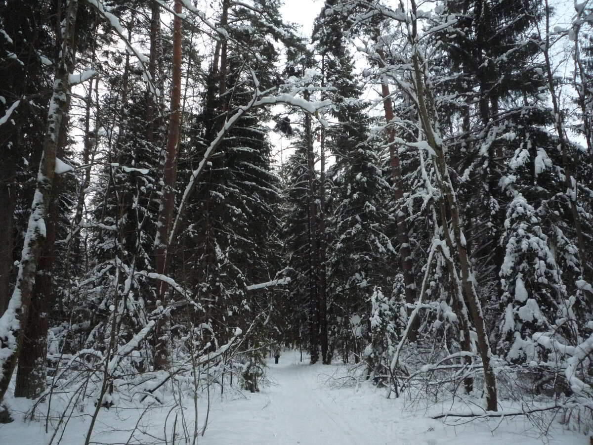 Зимний лес. Фото автора