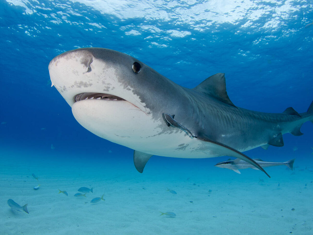 Тигровая акула.