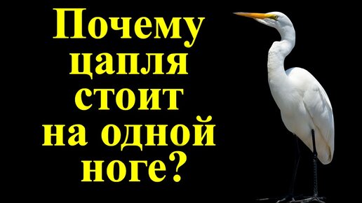 Почему цапля стоит на одной ноге? Потому что… — Анекдот