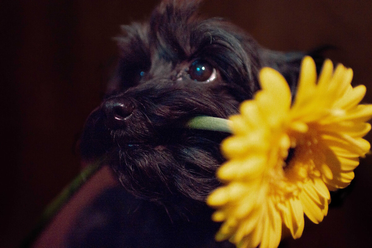 Моя мать королевской крови-персиковый пудель!