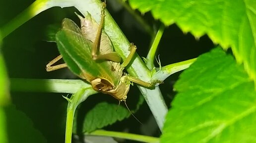 детям о кузнечике для дошкольников. составить из кузнечик. конечности кузнечика. звук кузнечика. сколько кузнечики прыгают в длину.