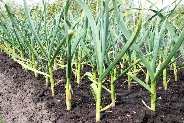 Фото отсюдава 👉https://mykaleidoscope.ru/x/sad-i-ogorod/12677-chesnok-na-ogorode-62-foto.html