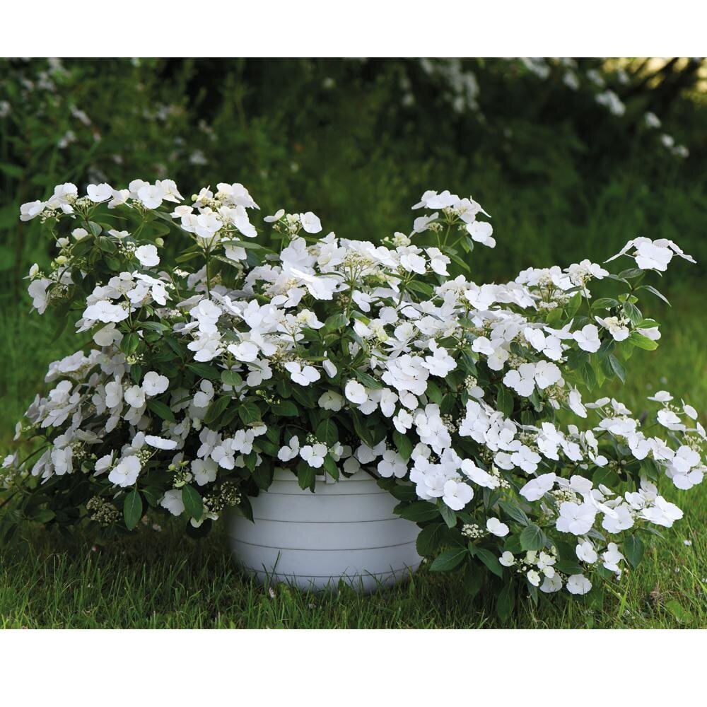 Красавица Сбежавшая невеста