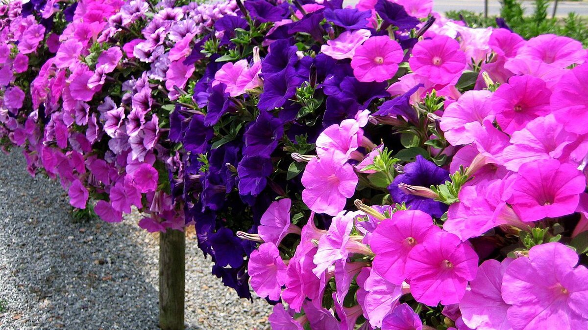 красивые петунии. петуния cascadias purple gem. петуния грандифлора в кашпо. цветы однолетники петуния. петуния садовая, гибридная.