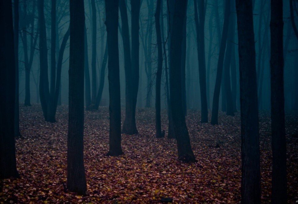 Мальчик в лесу. Заблудился в лесу. Выживание в лесу. Смешной мох. Человек прячется за деревом.