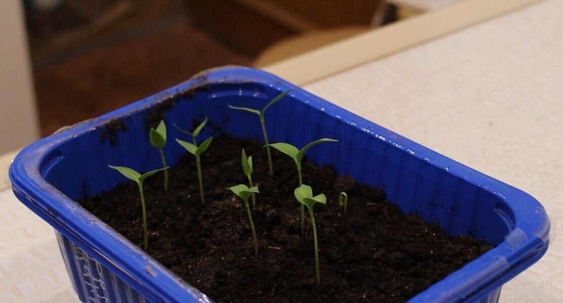 таблица всходов семян овощных. сроки всхожести семян таблица. через сколько дней всходит перец. чтобы проросли перца на рассаду. тест семян на всхожесть.