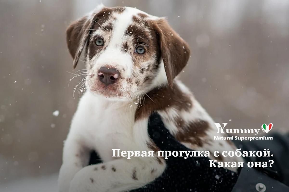 Первая прогулка. Какая она?