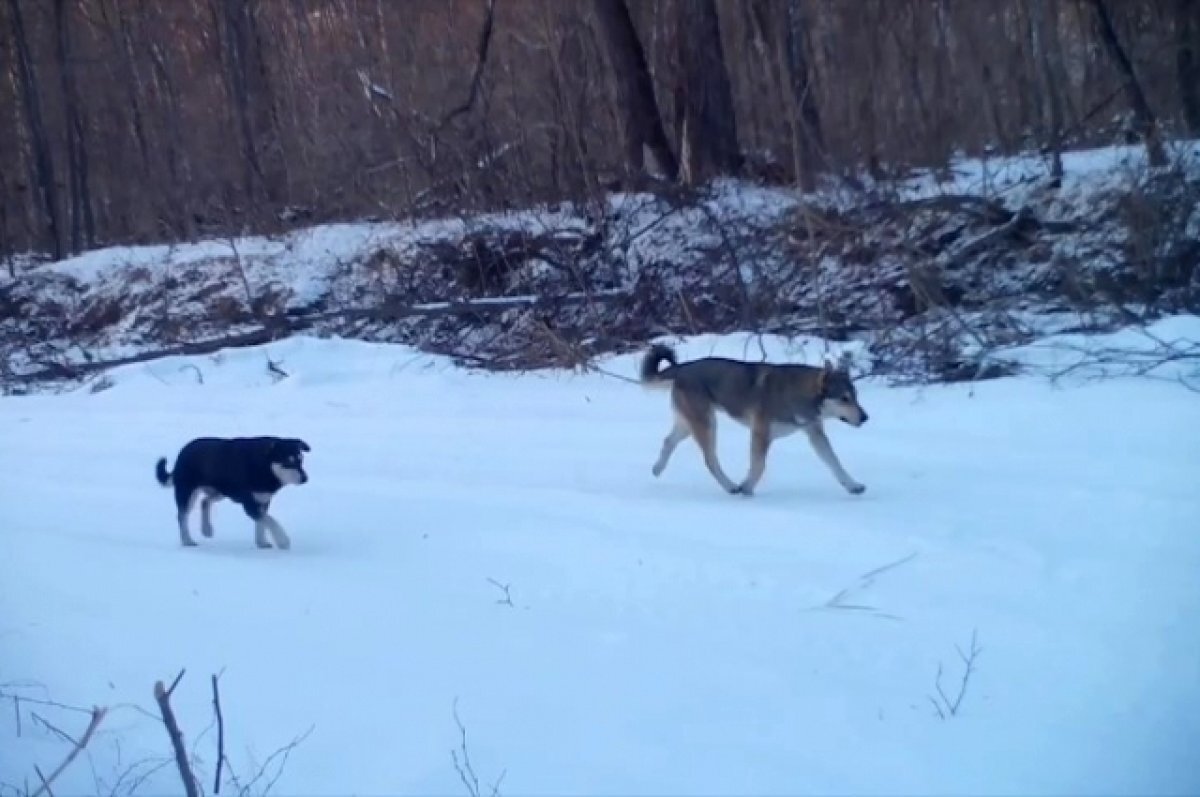    Стаи бездомных собак охотятся на оленей в Приморье