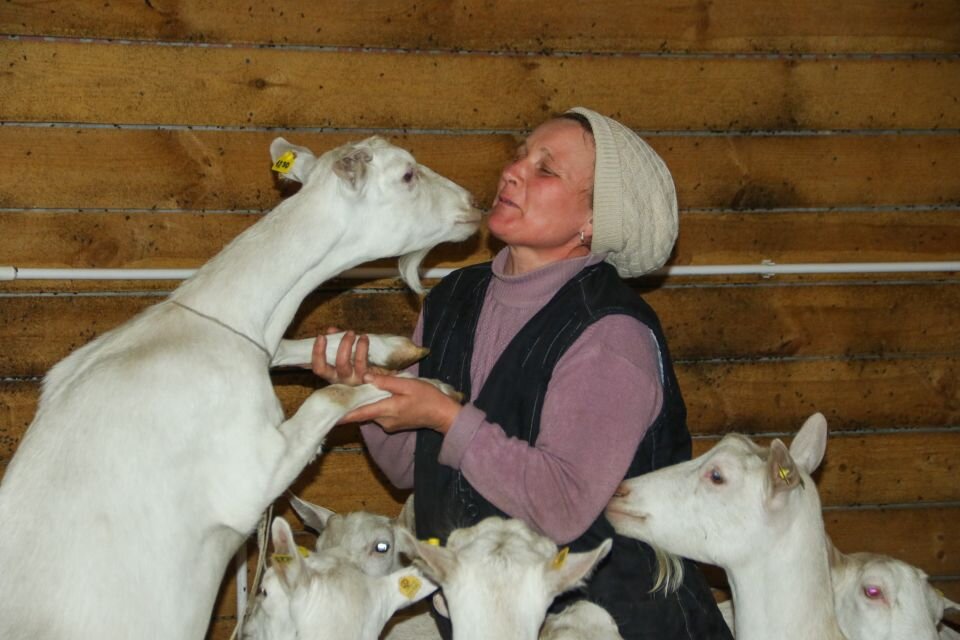 Козоводческая ферма в селе Новотырышкино Алтайского края Фото: Виталий Барабаш