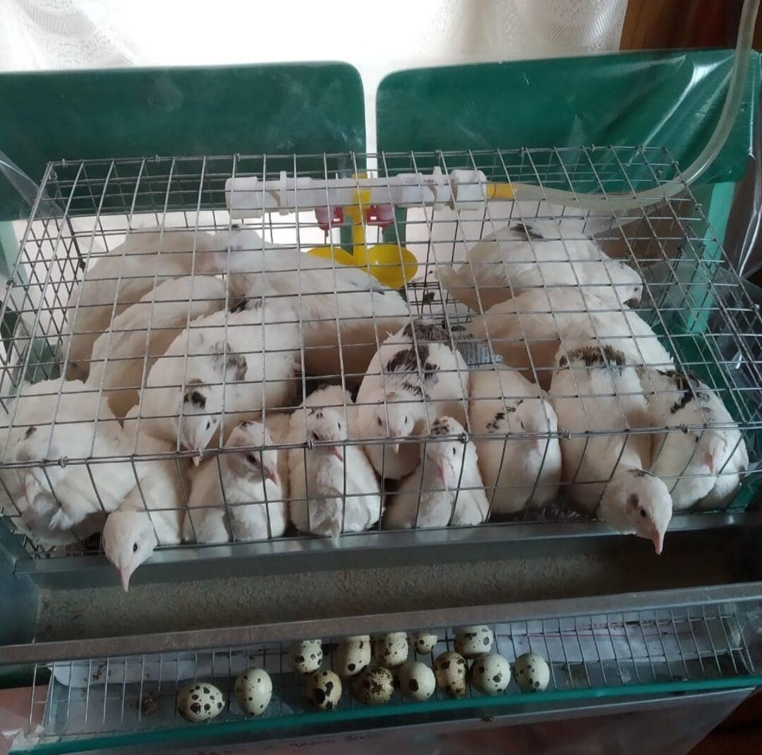 Это наши самые первые перепëлки.