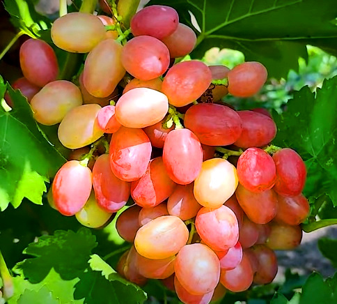 Гибридная форма винограда Дынька – так ли она хороша? Ее плюсы и минусы