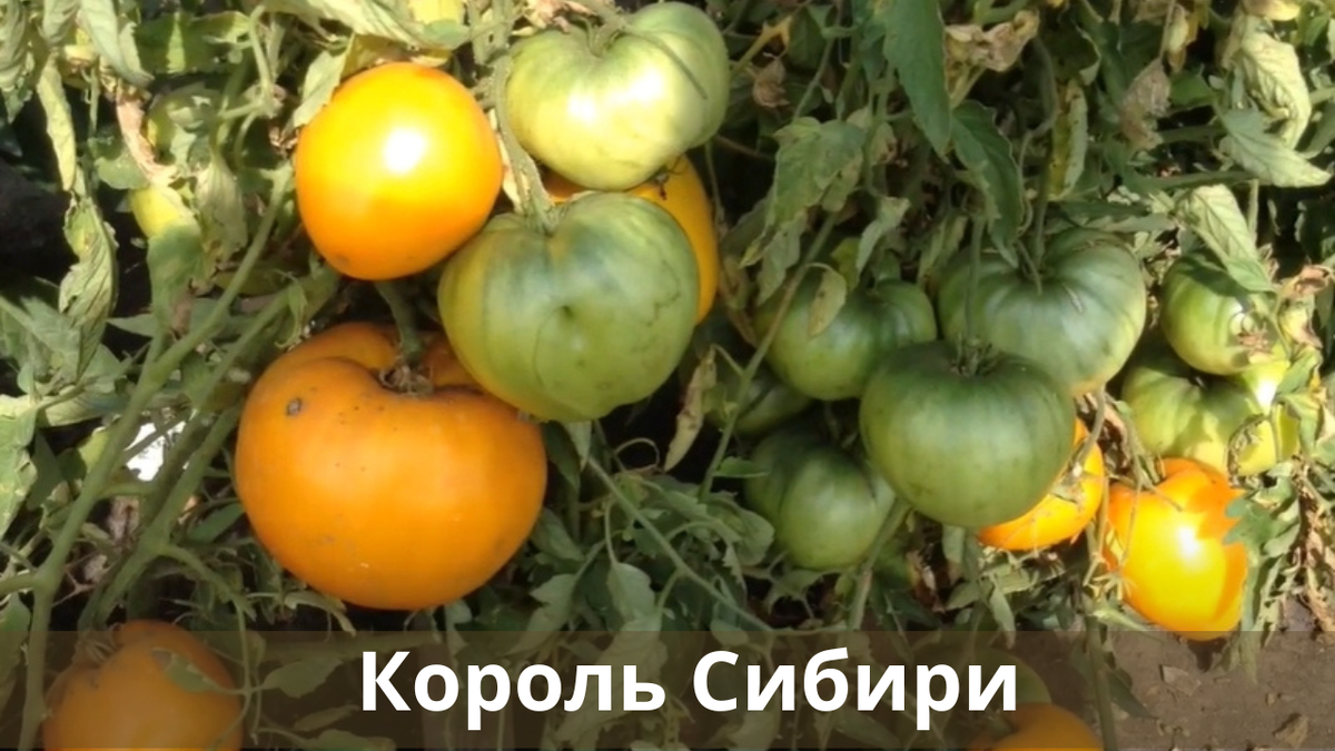 Название помидоров сорта. Название помидоров сорта