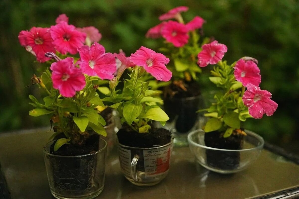 Подпишись на наш канал, чтобы урожай радовал! 