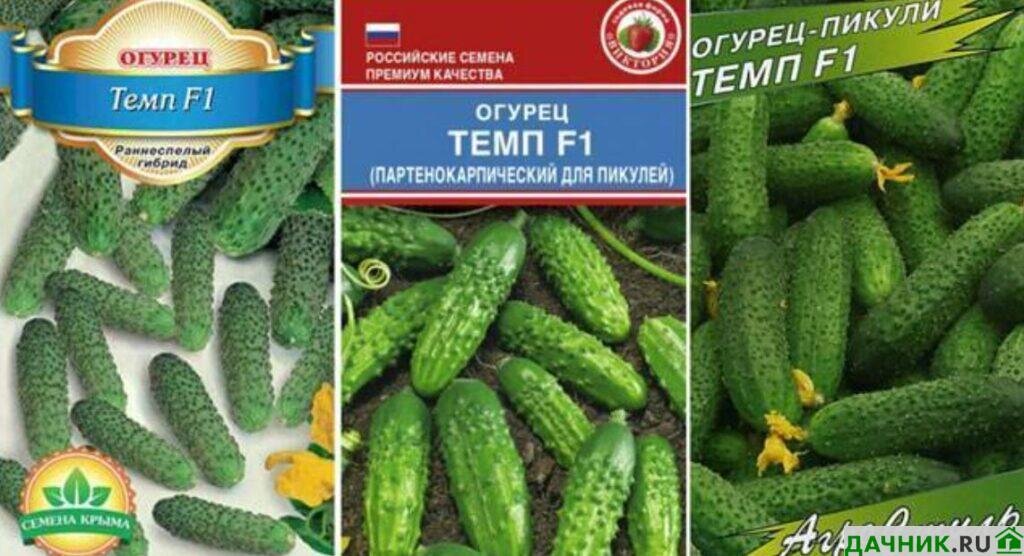 Огурец темп f1 (10 шт) семко. Семена огурец темп f1 сиб. Сад. Огурцы русский темп f1. Огурец темп f1.