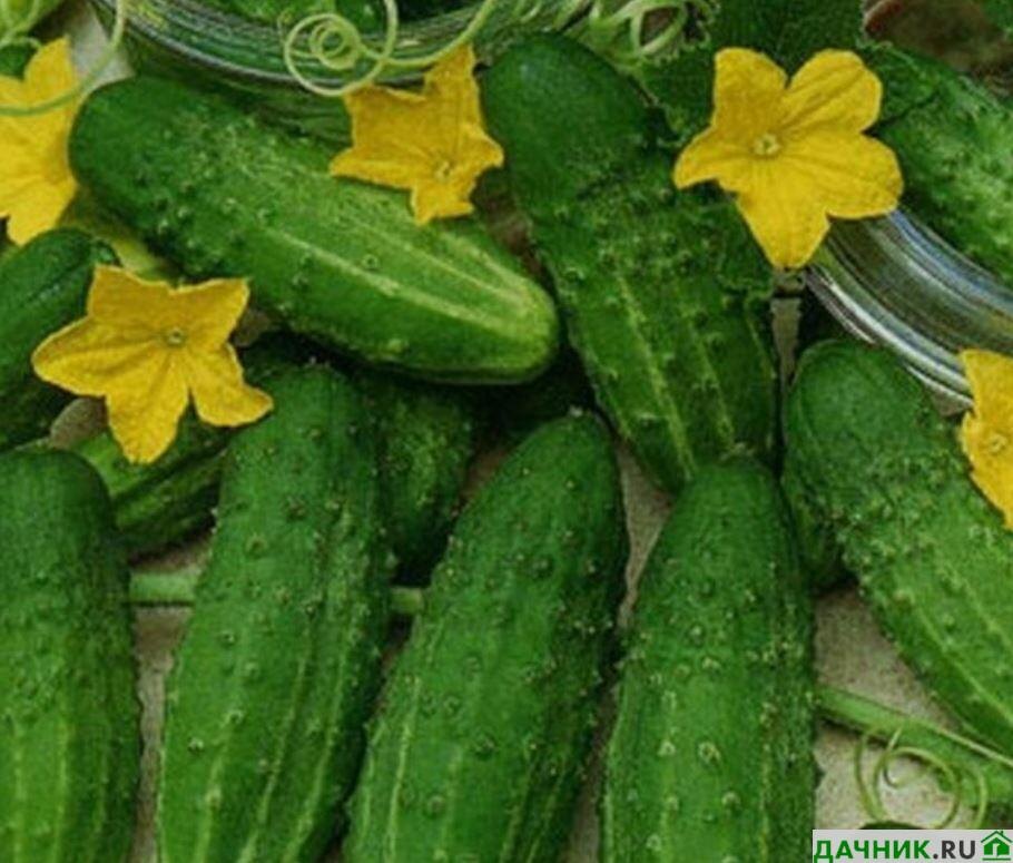 Выбрать сорт огурцов. Огурцы самоопыляемые для теплицы сорта. Огурец партенокарпический дружный f1. Огурцы раннеспелый гибрид f1, самоопыляемые. Огурец марьина роща f1.