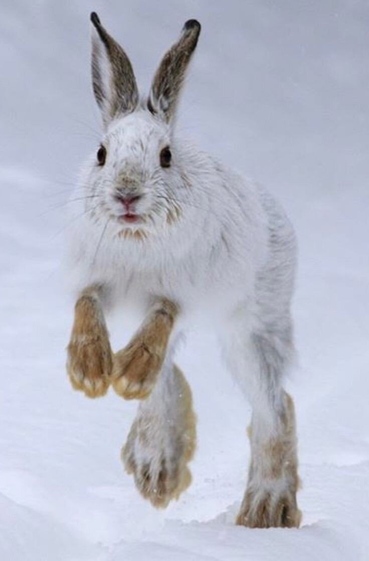 рассказ про зайца 1 класс. текст описание про зайца 3 класс. заяц русак с потомством. разминка заяц. сообщение о зайце беляке.