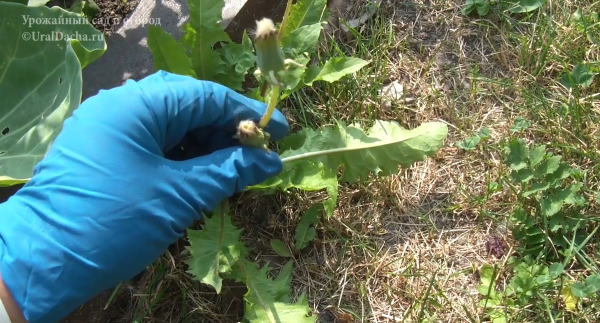Зимний костюм садовод. Садовод 61. Садовод горнолыжные костюмы женские. Камуфляжные женские костюмы садовод. Садовод 61.