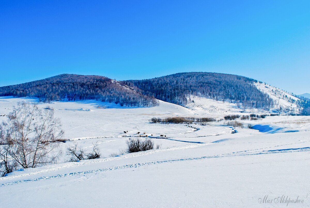 Коровы пасутся в долине, в частности, заняты водопоем. 2011 г.