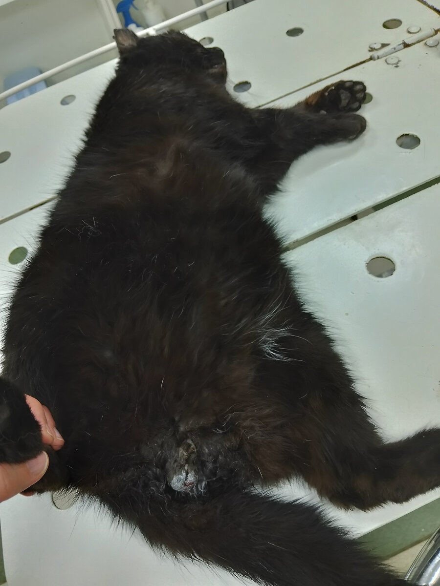 Котика кастрировали. 