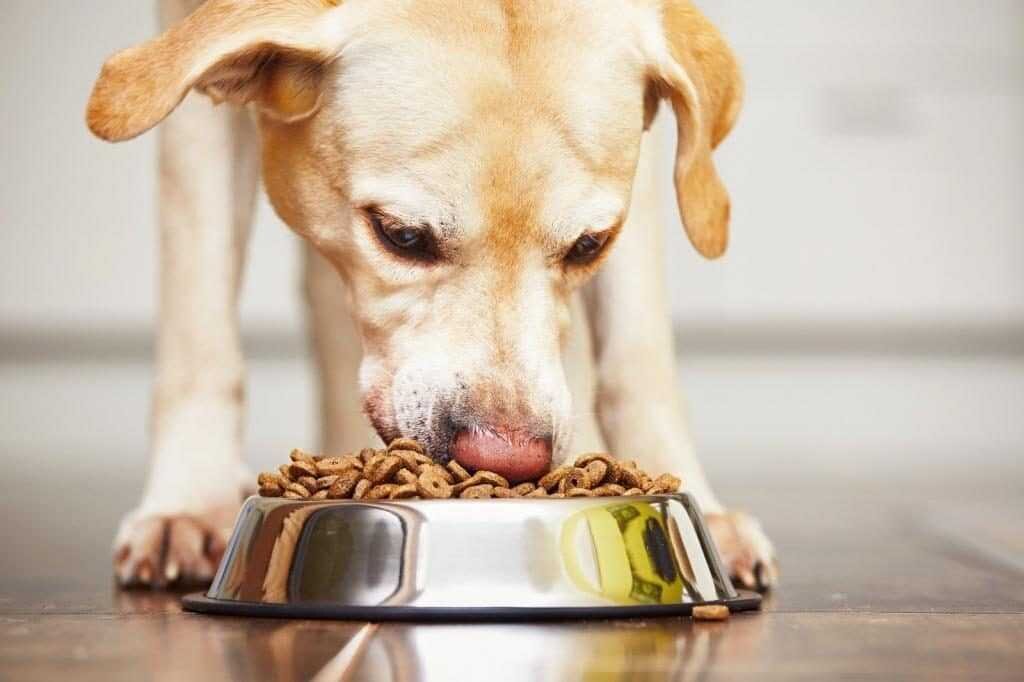 Собака ест хвост