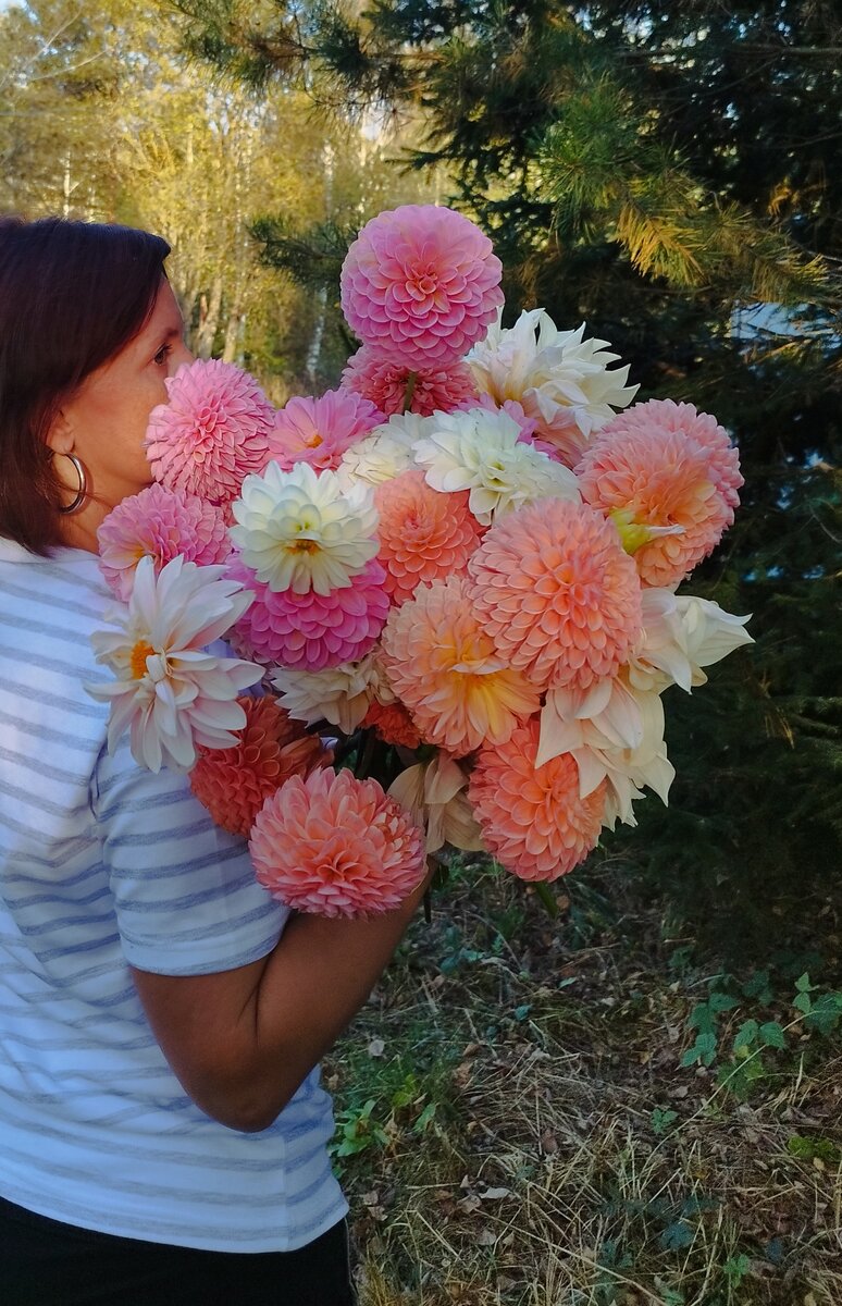 Георгины на нашей ферме