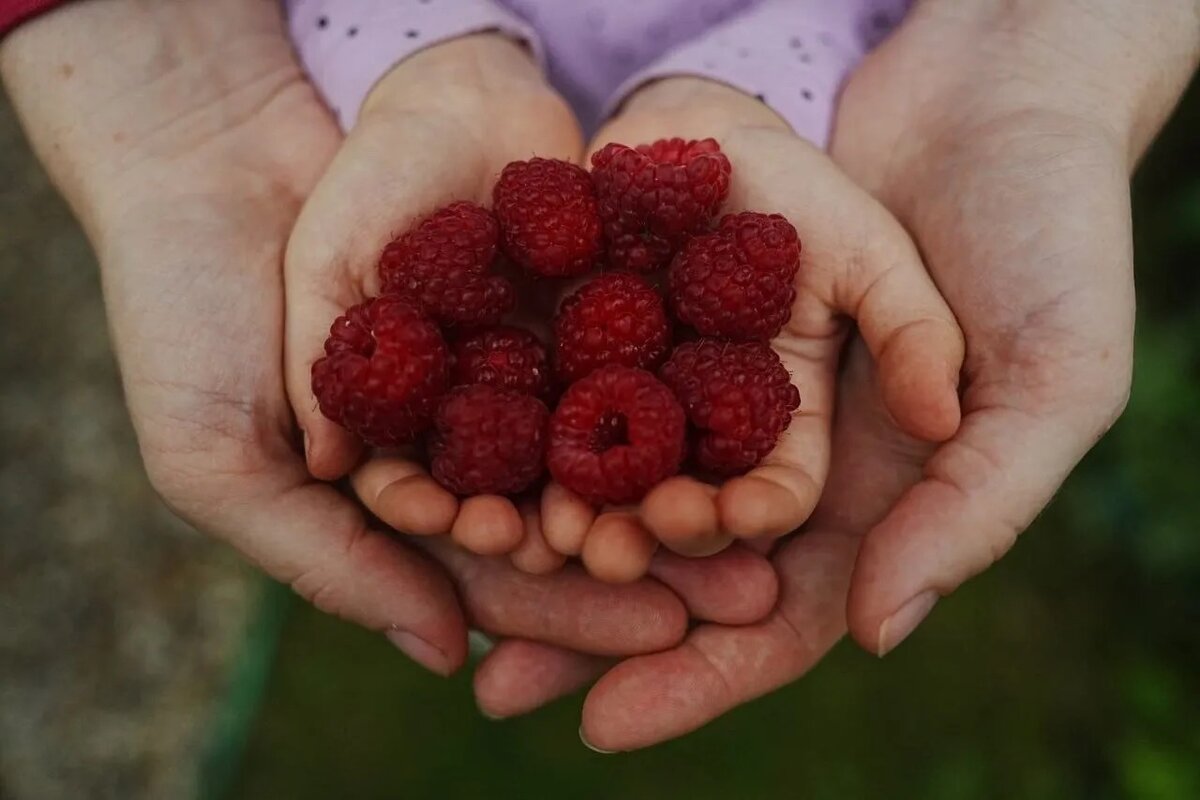 Дачный агроном