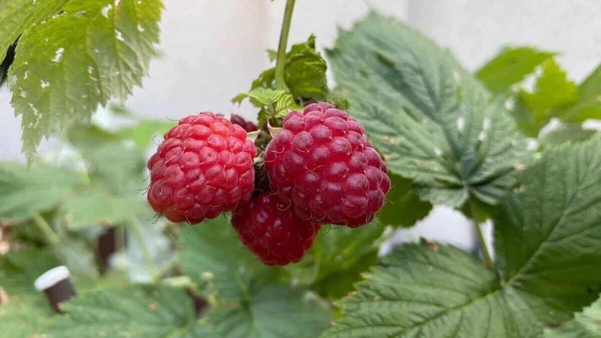 Подпишись на наш канал, чтобы урожай радовал!