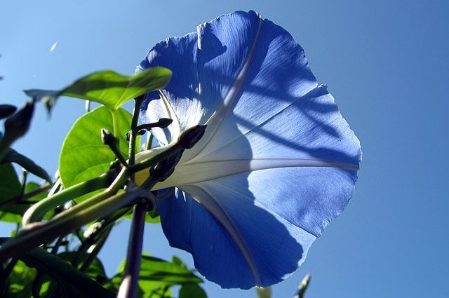    Что за цветок ипомея и почему за нее можно сесть в тюрьму?