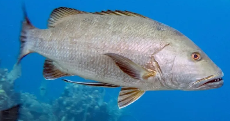 Lutjanus jocu