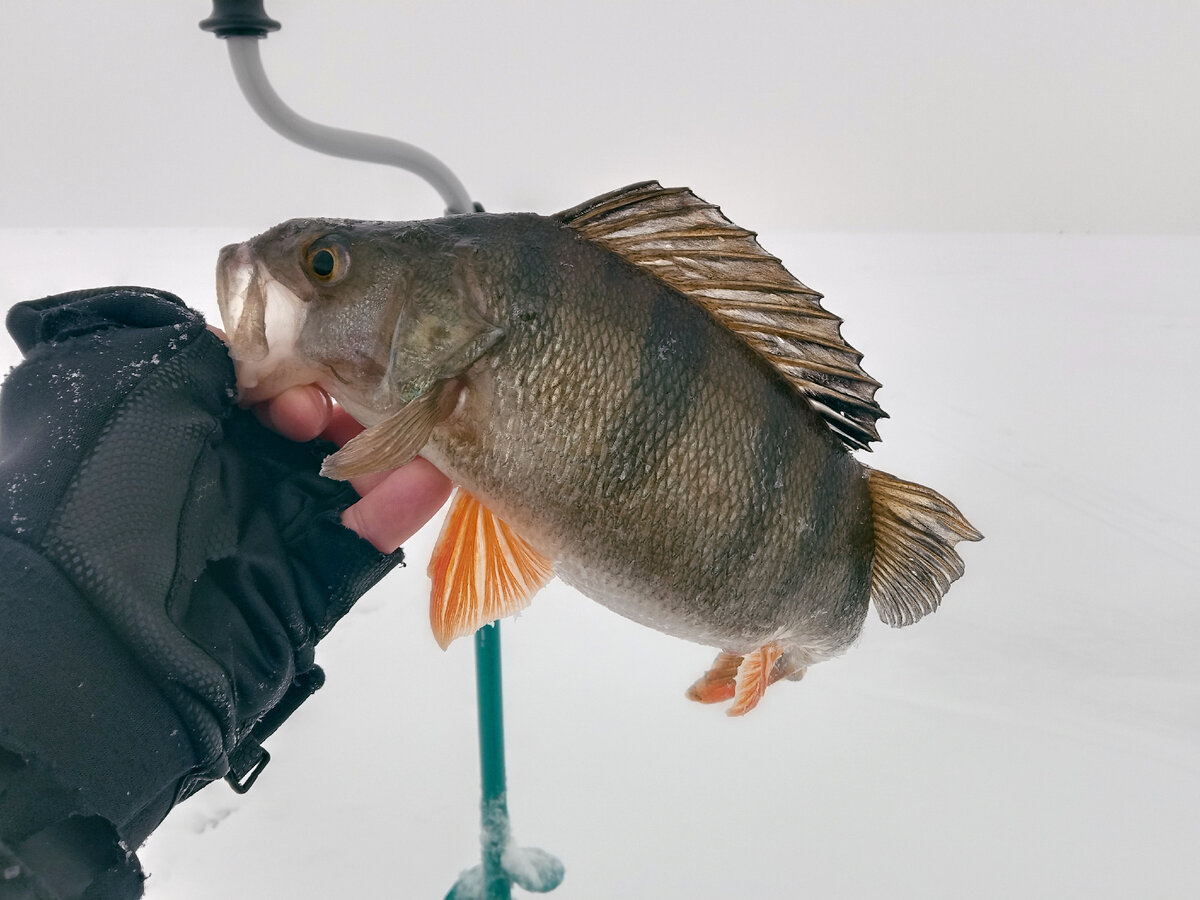 Фото с телефона, поэтому качество так себе...